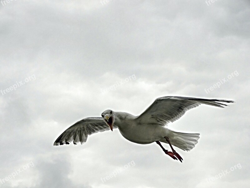 Seagull Flight Seevogel Bird In Flight