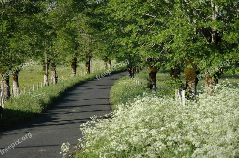 Landscape Spring Nature Tree White