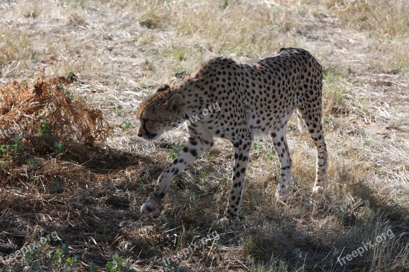 Cheetah Namibia Wild Nature Africa