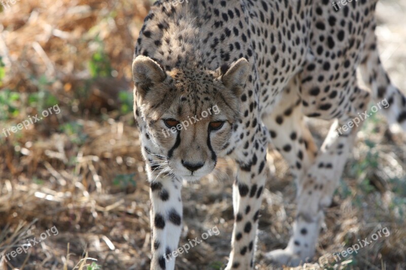 Cheetah Namibia Wild Nature Wild Animals