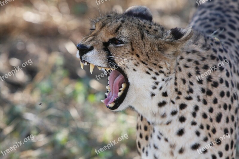 Cheetah Namibia Wild Nature Wild Animals