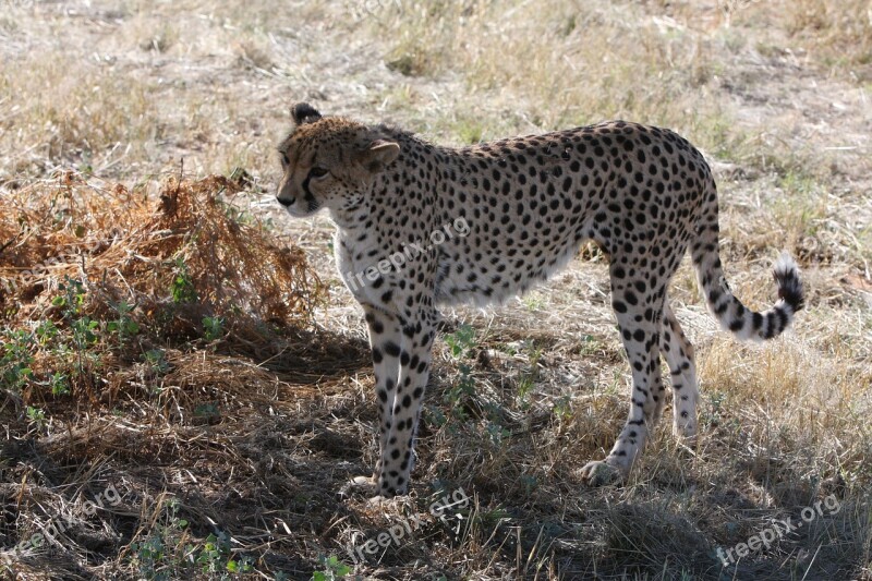 Cheetah Namibia Wild Nature Wild Animals