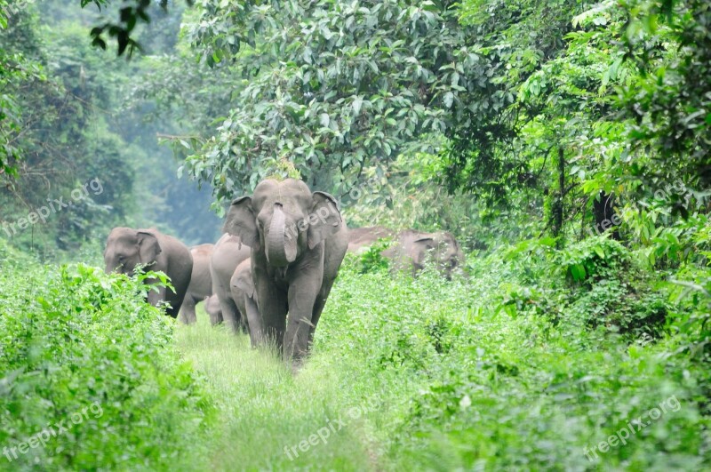 Elephant Wild Nature Forest India