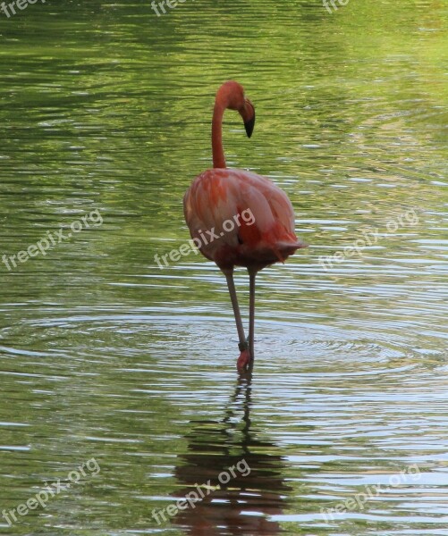 Pink Flamingo Bird Portrait Standing Looking Nature