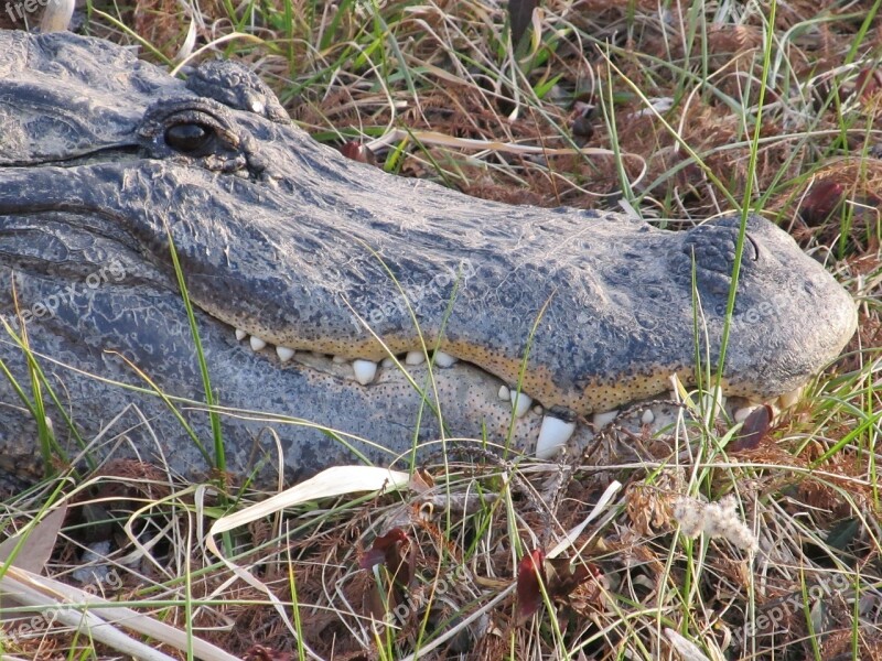 Alligator Head Teeth Wildlife Mouth