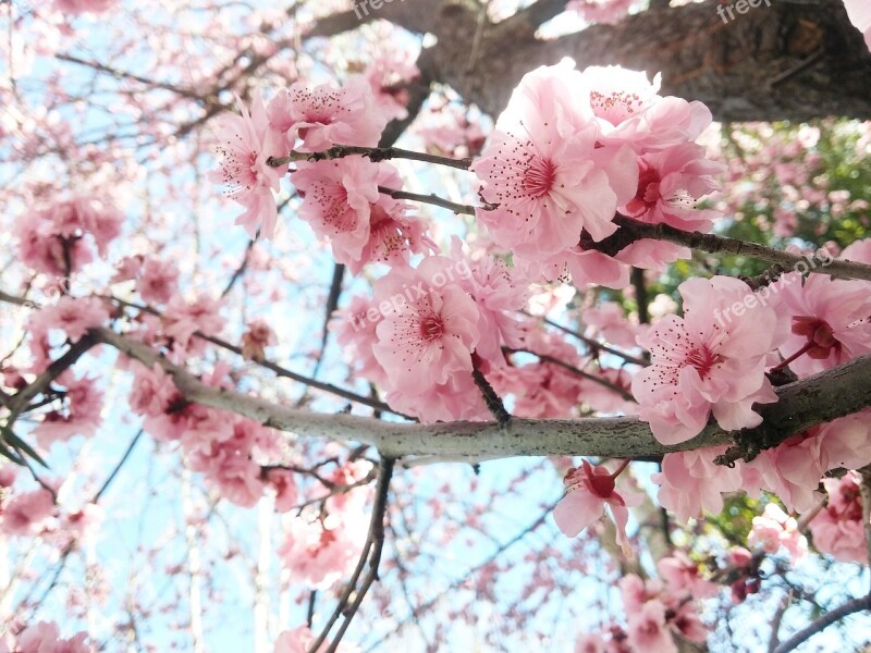 Cherry Flowers Blooming Spring Free Photos