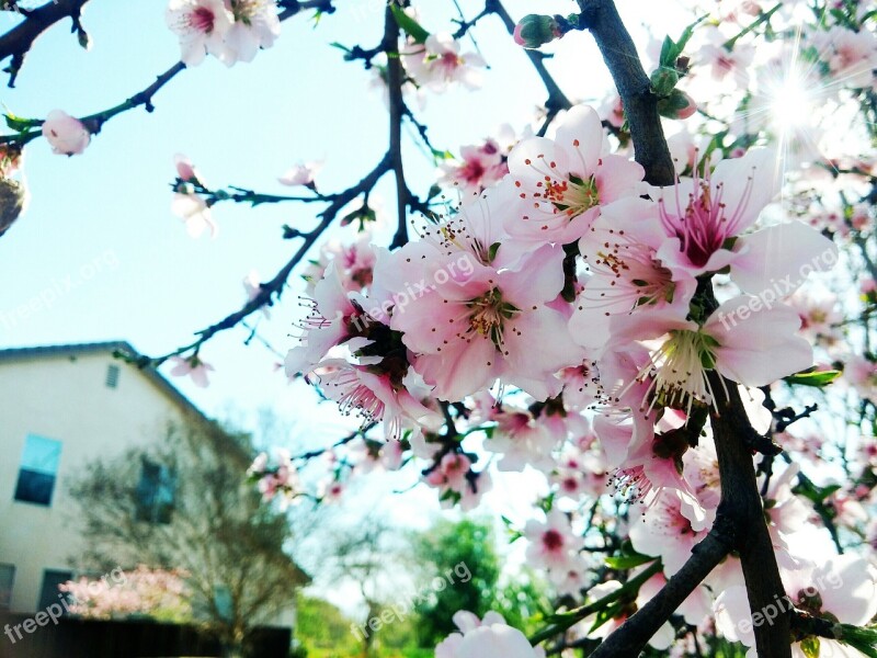 Cherry Flowers Pink Flowers Natural Free Photos