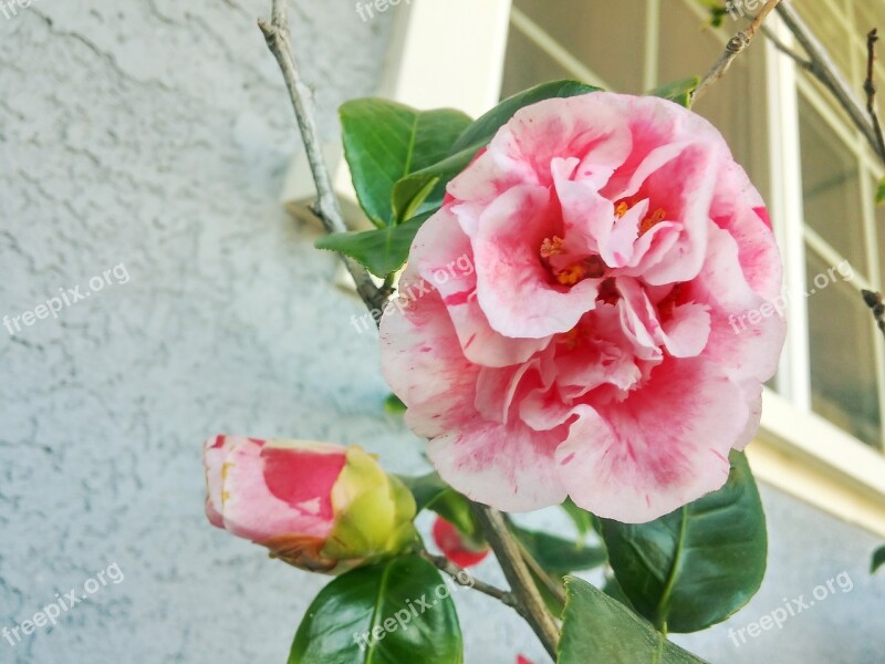 Carnations Pink Ornamental Trees Free Photos