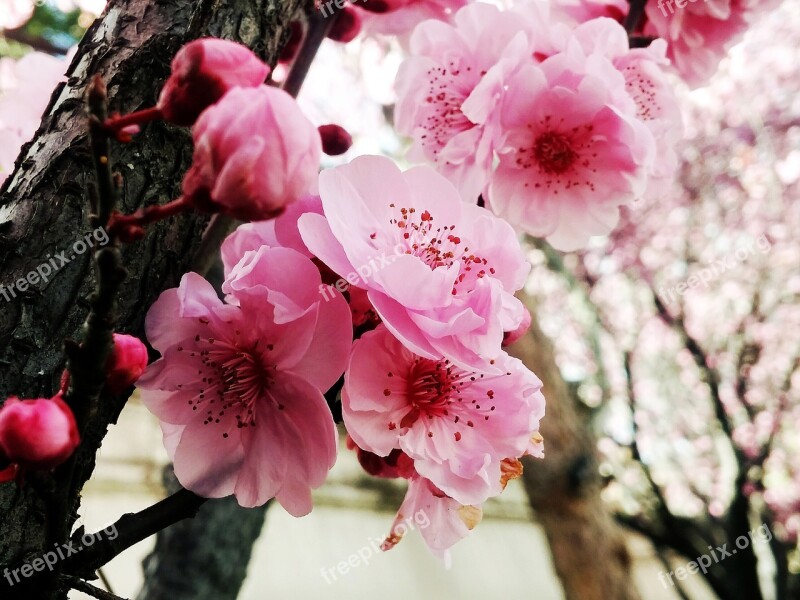 Cherry Flowers Pink Spring Free Photos