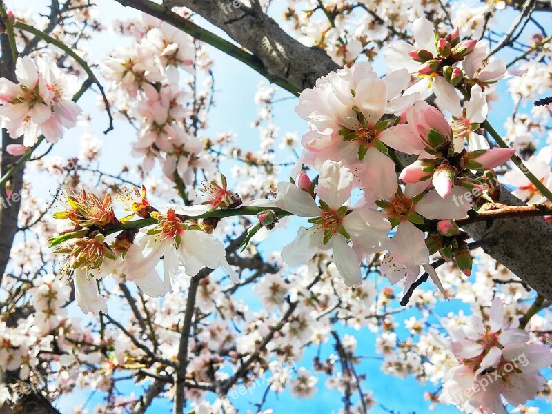 Cherry Flowers Natural Flower Free Photos