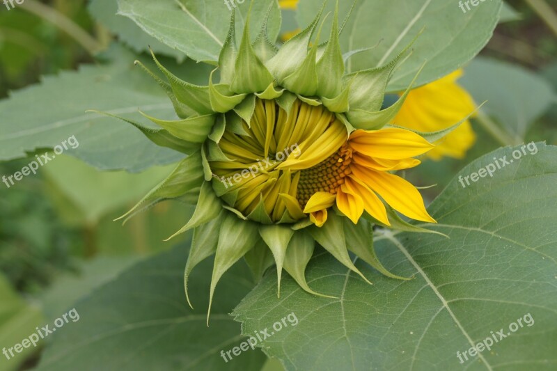 Sunflower Green Yellow Bud Plant