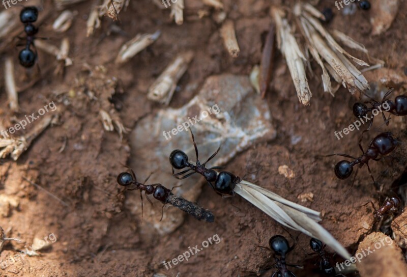 Ant Macro Transport Work Animals