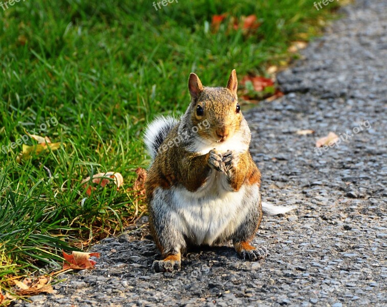 Grey Squirrel Nature Cute Animal Wild