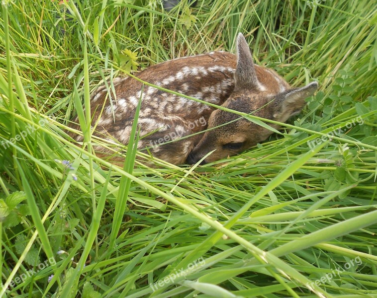 Fawn Roe Deer Young Young Deer Kitz