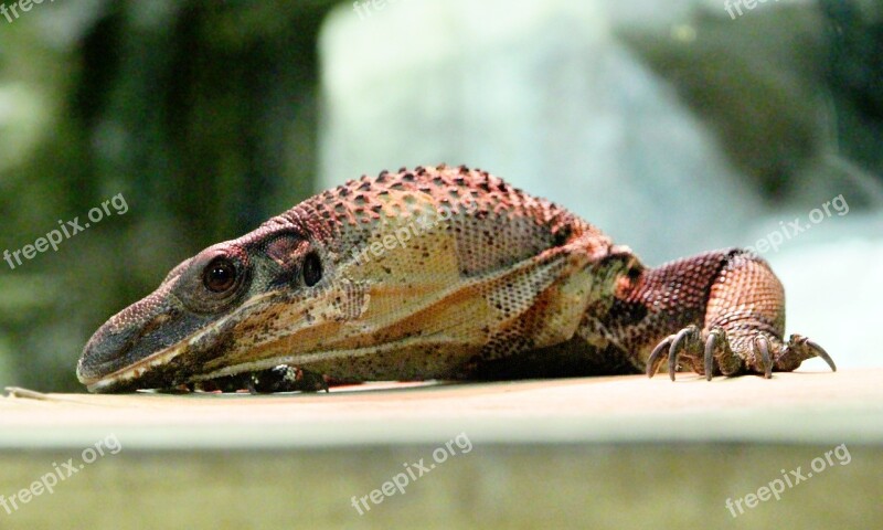 South Asia Monitor Reptile Varanus Rudicollis Monitor Lizard