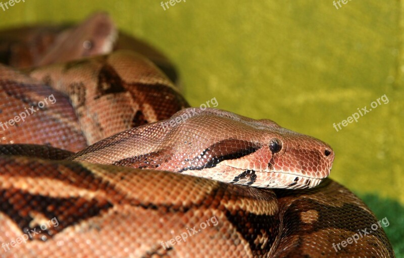 Common Boa Snake Boa Constrictor Reptile Terrarium