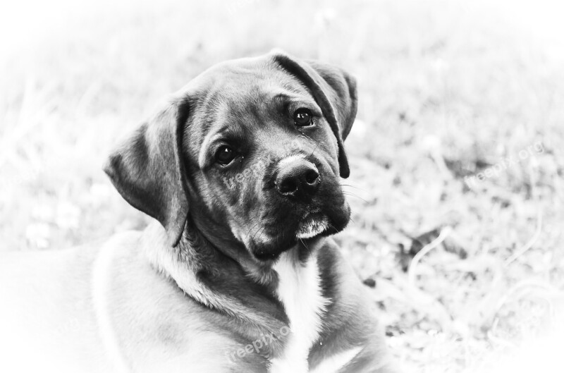 Puppy Dog Mono High Key Portrait