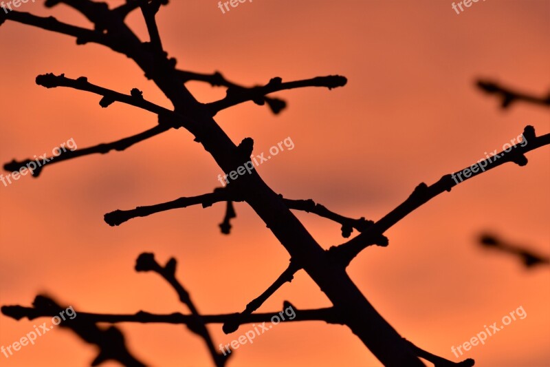 Branch Backlighting Mood Background Sun