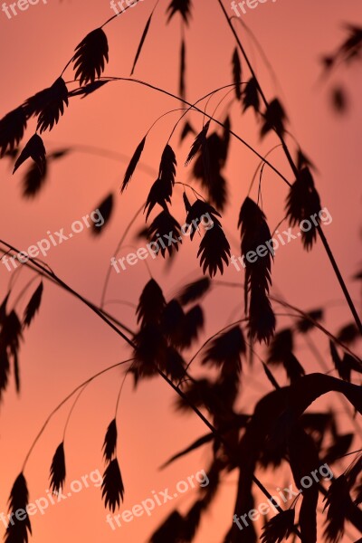 Grass Backlighting Mood Background Sun