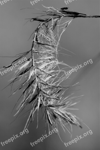 Grass Close Up Black And White Macro Plant