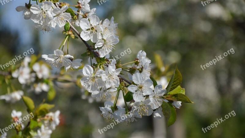 Flower White Petal Garden The Buds