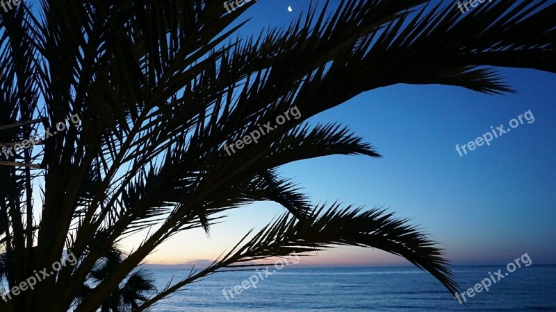 Andalusia Spain Marbella Sunrise Palm