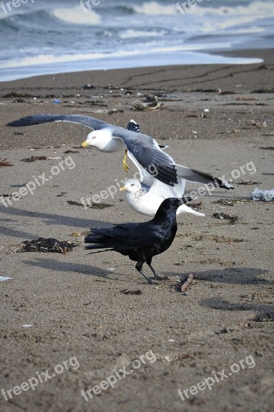 Animal Sea Beach Wave Sea Gull