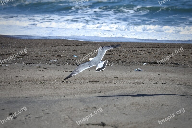 Animal Sea Beach Wave Sea Gull