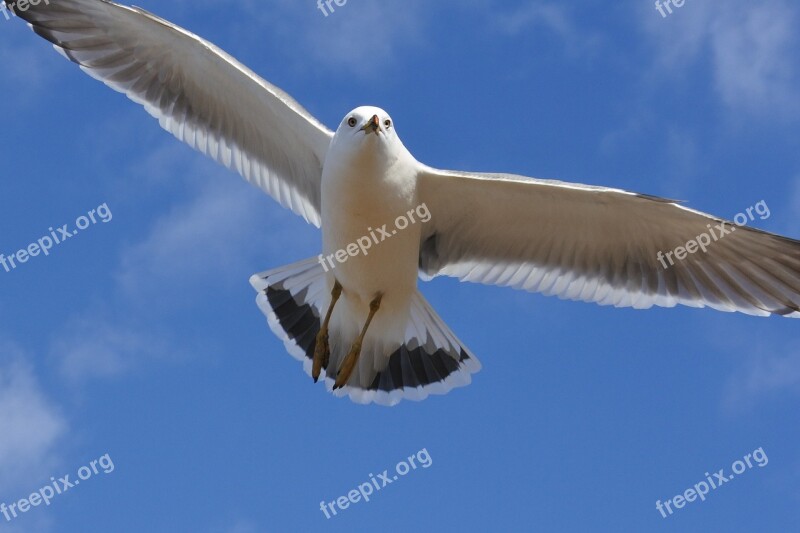 Animal Sky Cloud Sea Gull Seagull