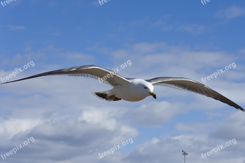 Animal Sky Cloud Sea Gull Seagull