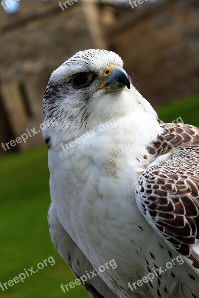 Bird Eagle Hawk Wing Animal