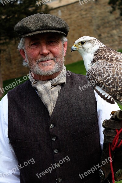 Bird Bird Of Prey Prey Wildlife Nature