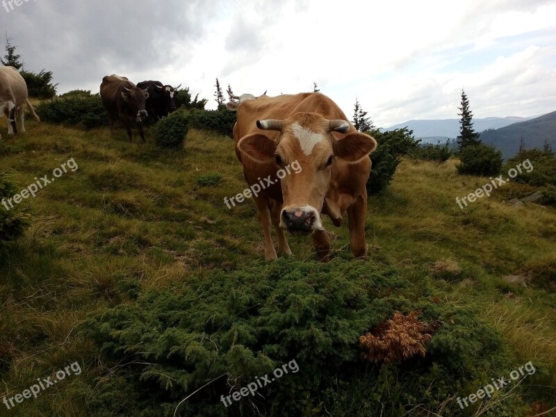 Cow The Carpathians Summer Mountains Graze