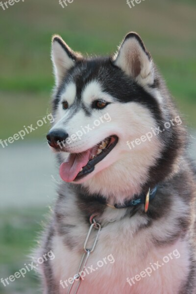 Siberian Husky Nature Free Photos