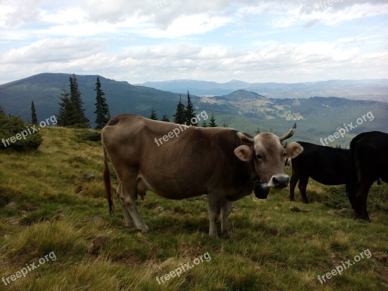 Cow The Carpathians Summer Mountains Graze