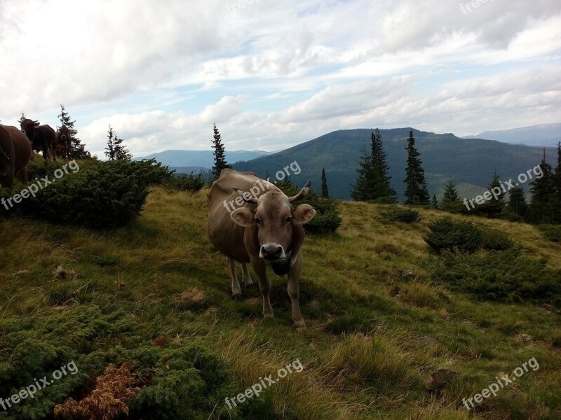 Cow The Carpathians Summer Mountains Graze