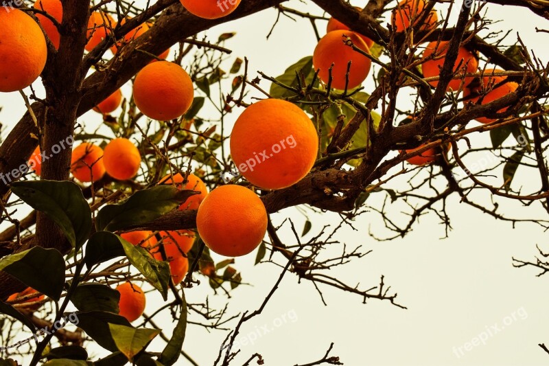 Orange Tree Orange Fruit Nature Branch