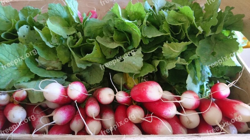 Radish Red Radish Vegetable Garden Red Power