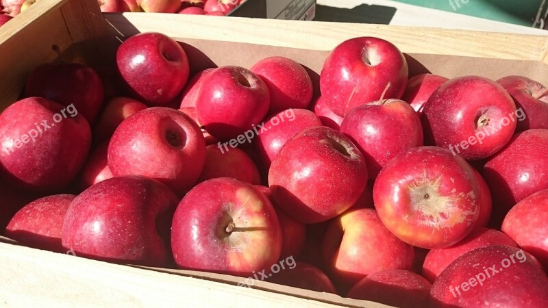 Apple Red Power Fruit Orchard