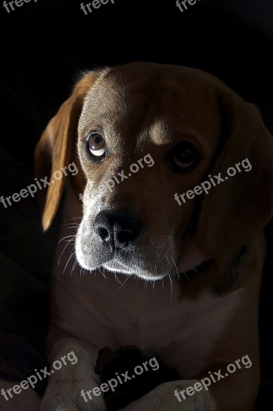 Dog Animal Portrait Animals Domestic Animal