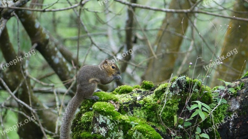 Squirrel Indonesian Free Photos