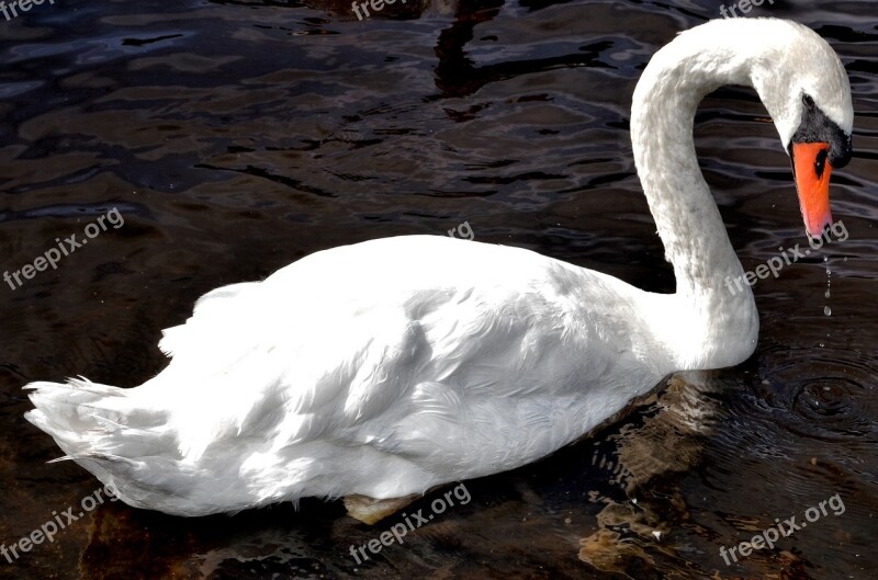 Swan River Bird Nature Water