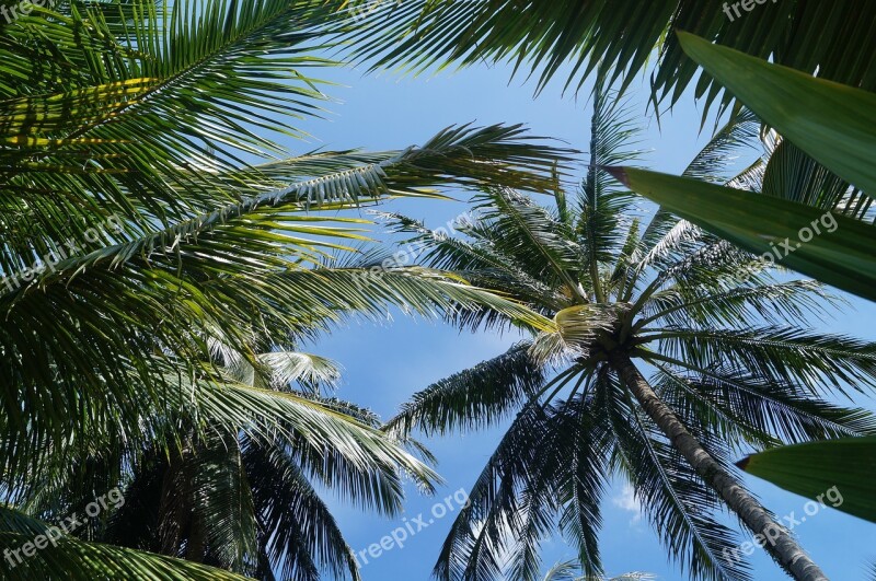 Palm Trees Sky Summer Tropical Plants Nature