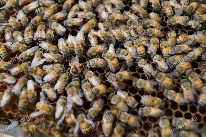 Bees Bee Closeup Insect Beehive