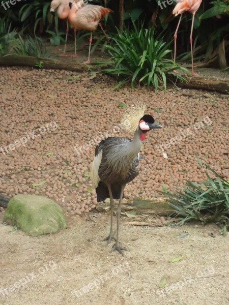 Grey Crowned Crane Bird Nature Zoo Crest