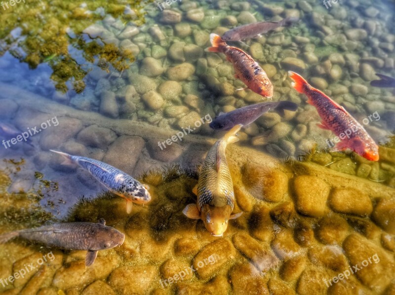 Carps Koi Pond Water Fish