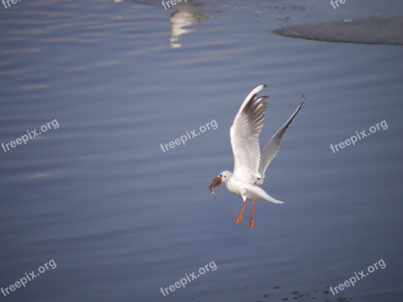 Seagull Bird Danube Water Birds