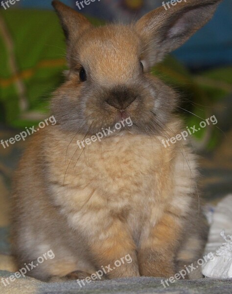 Rabbit Hare Animal Ears Pets