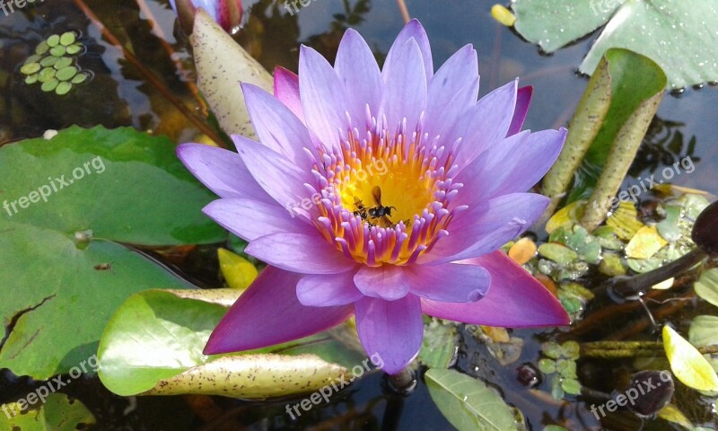 Flower Botany Ornamental Flowers Nature