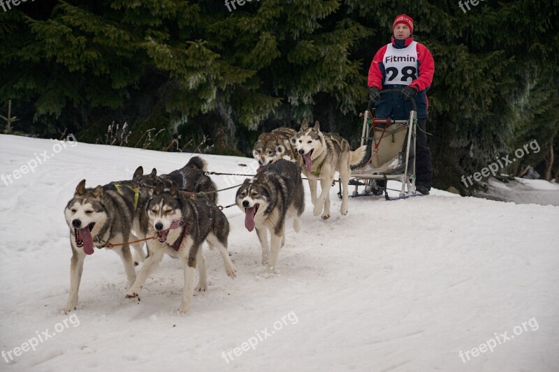 Snow Races Sled Dog Sleigh